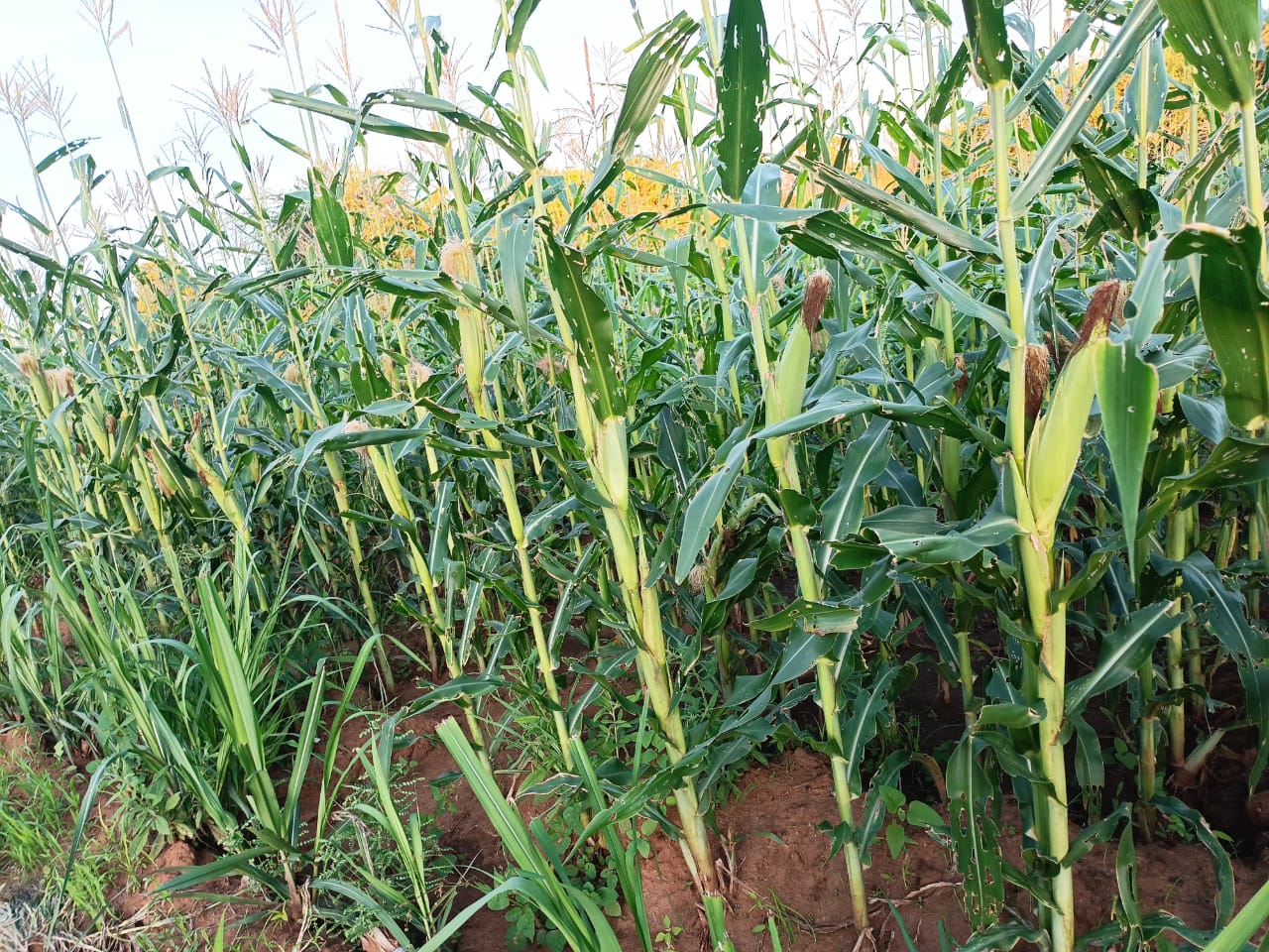 Maize farming in Kitui during Agricultural Show