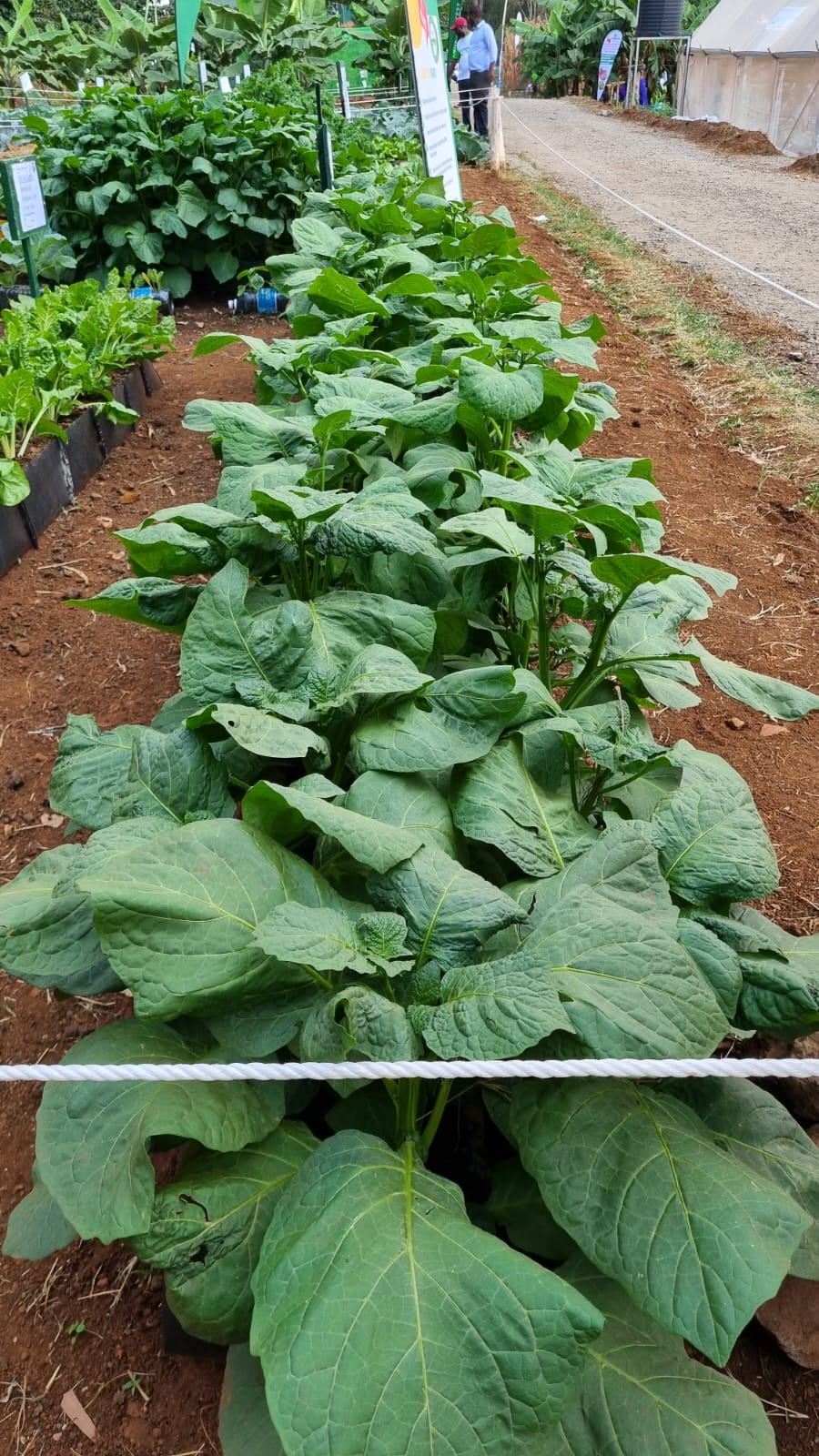 Fresh vegetables grown with SV-L at the Nairobi International Trade Fair