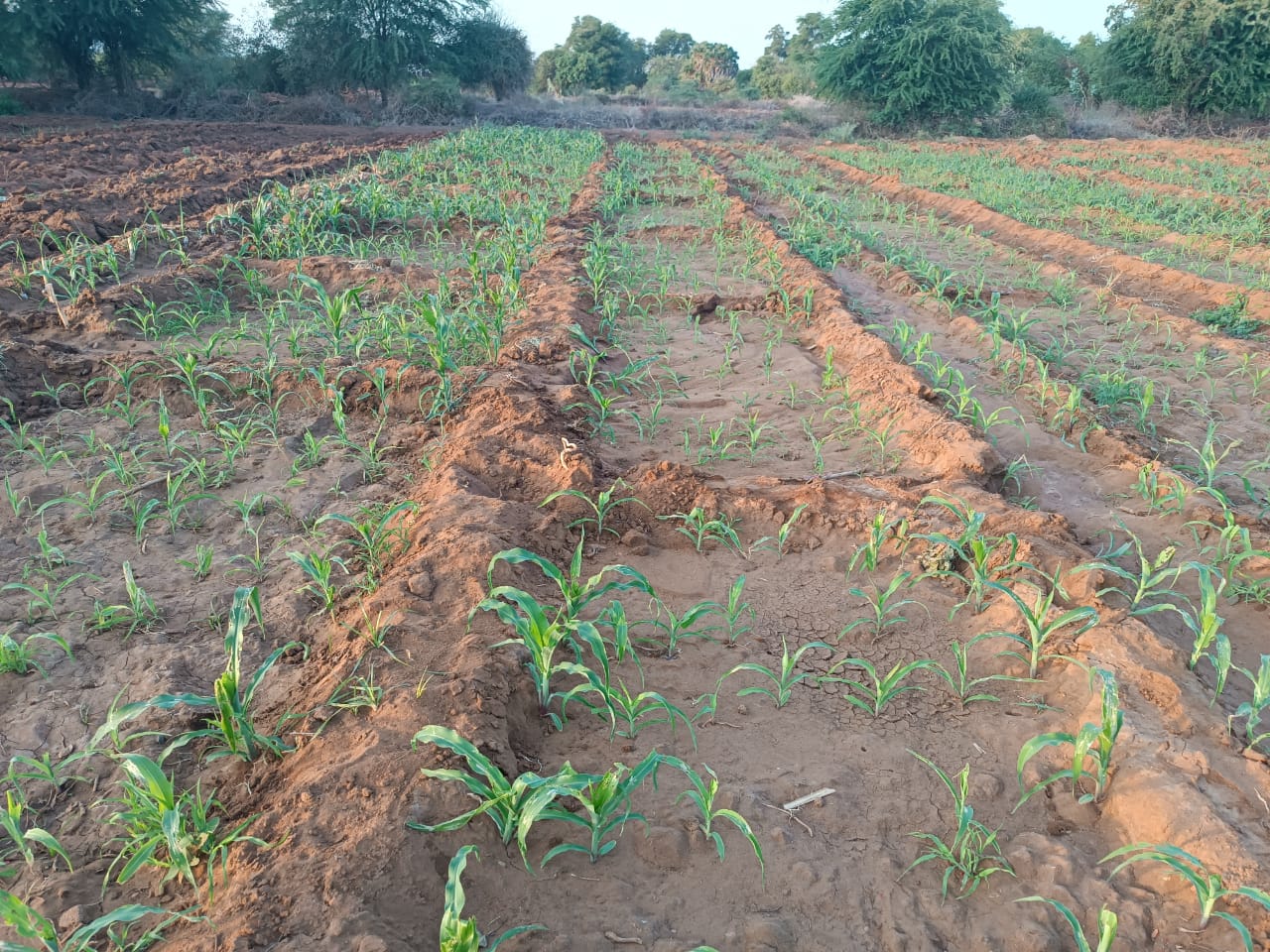 Sunken Bed SV-L maize farming in Nguni - Mwingi, Kitui County