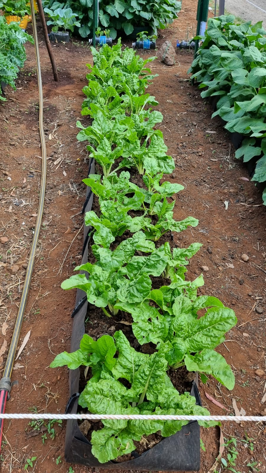 Urban Farming - Nairobi International Trade Fair