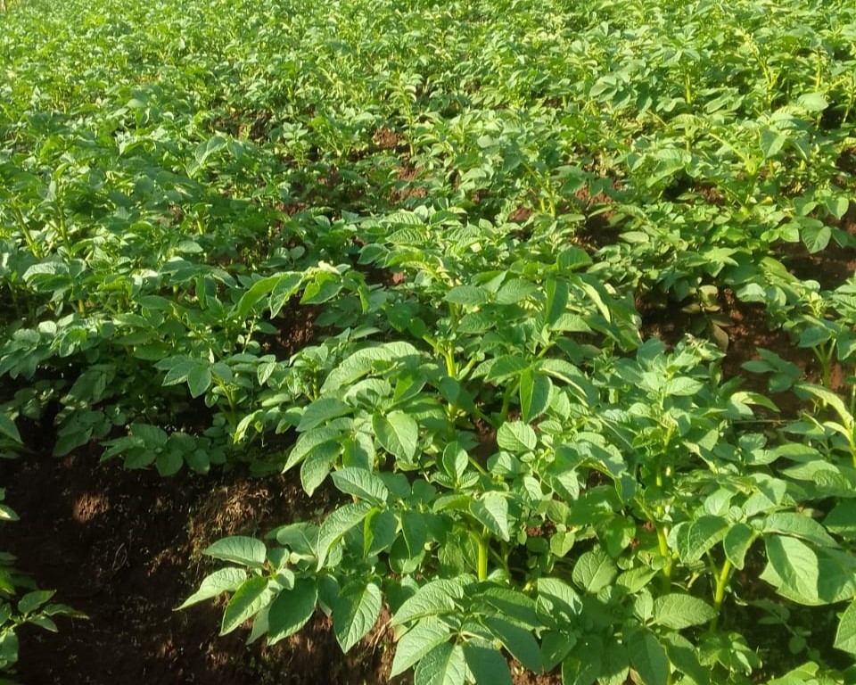 Olkalou SV-L Potato farming