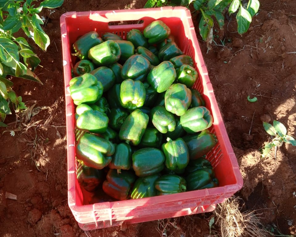 Green Capsicum in Kipsangui, Eldoret