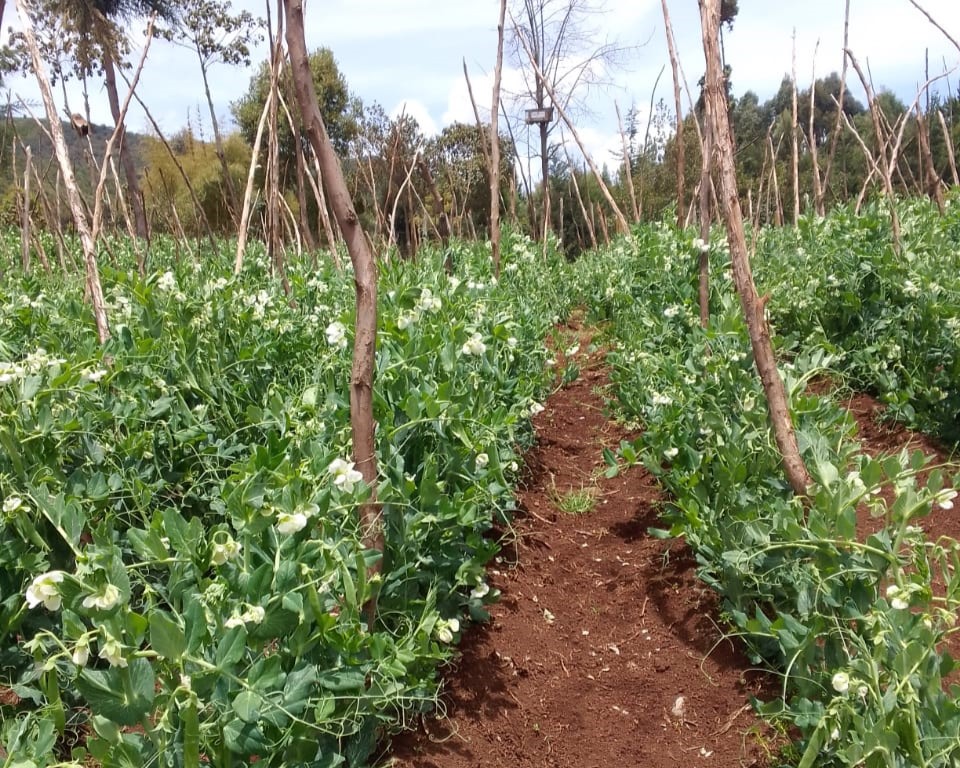 Olkalau SV-L Peas farming
