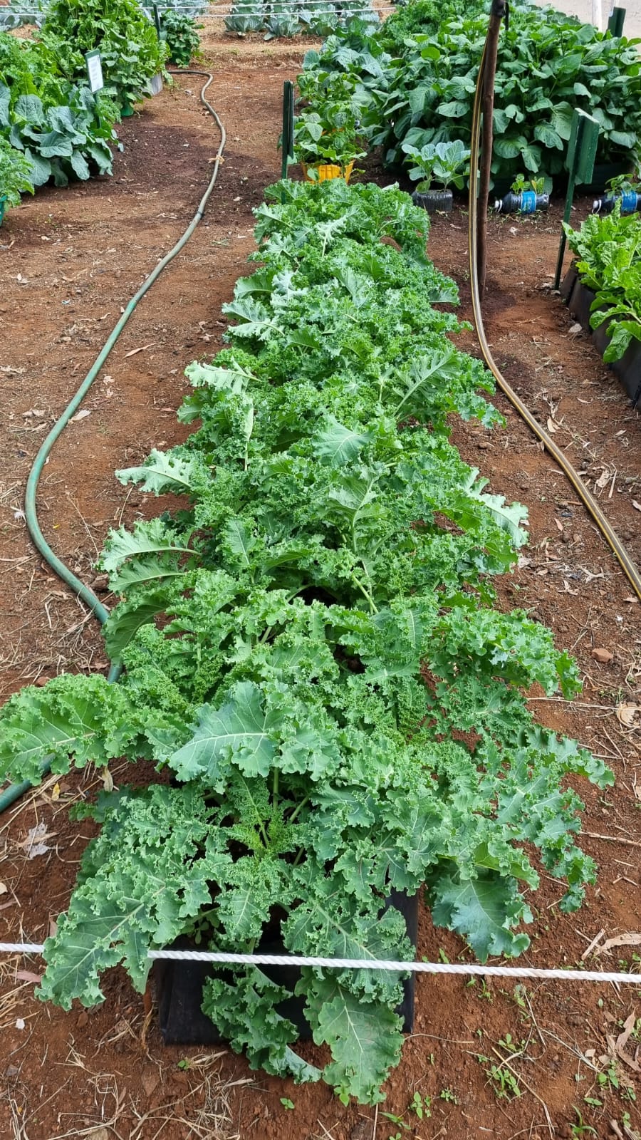Fresh vegetables grown with SV-L at the Nairobi International Trade Fair