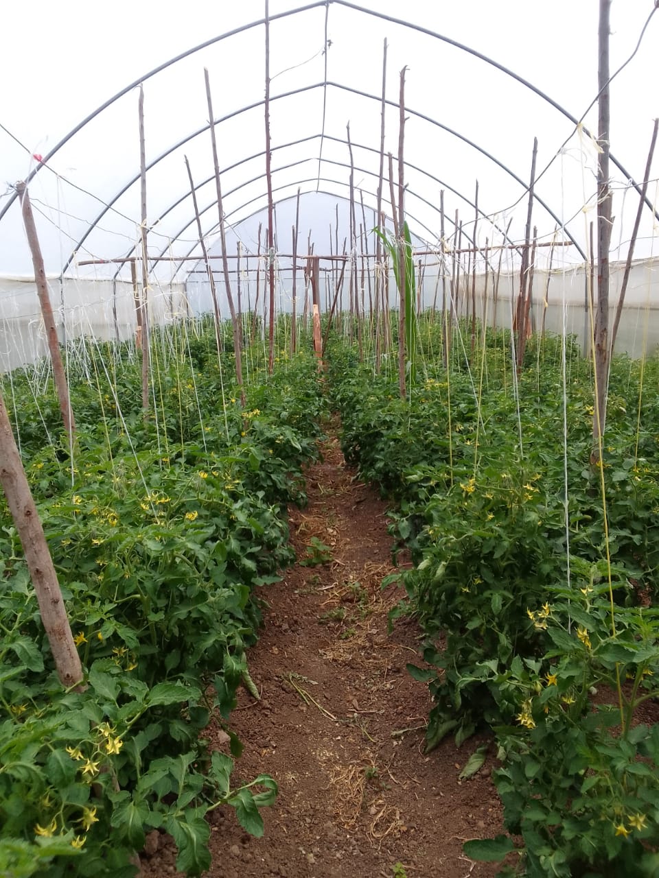 Olkalao SV-L Tomato farming