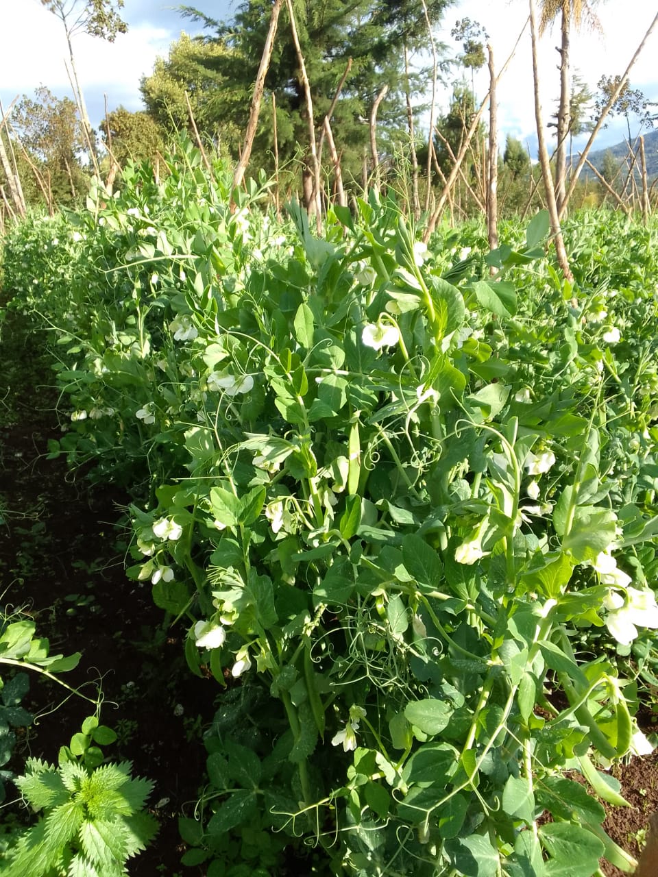Peas with SV-L in Olkalao
