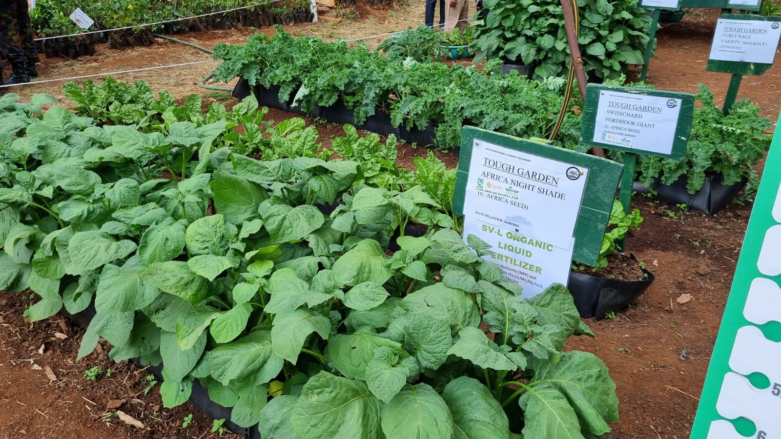 Managu and curly Kales - Nairobi International Trade Fair