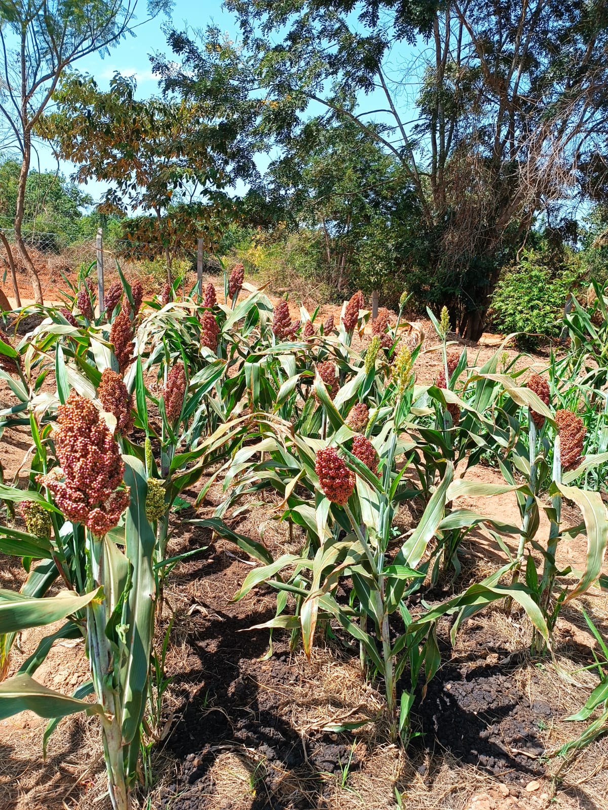 Impact of SV-L with Sorghum in Kitui