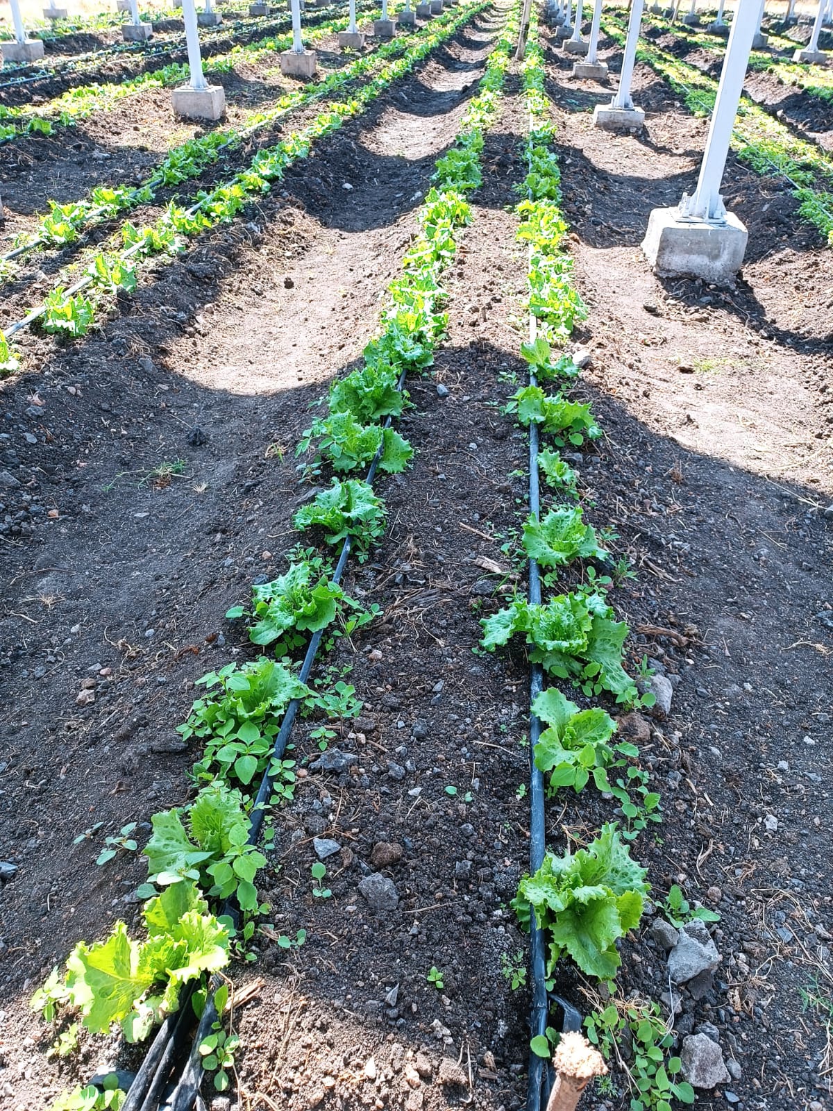 SV-L Lettuce growing in Latia Training Farm, Isinya in Kitengela