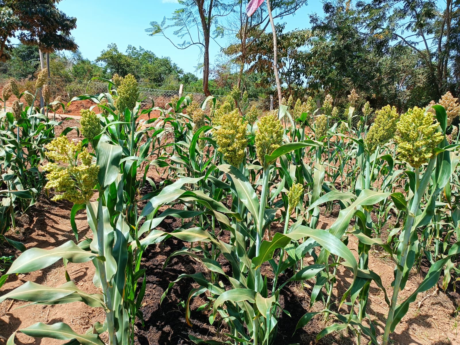 Sorghum with SV-L in Kitui Agricultural Show