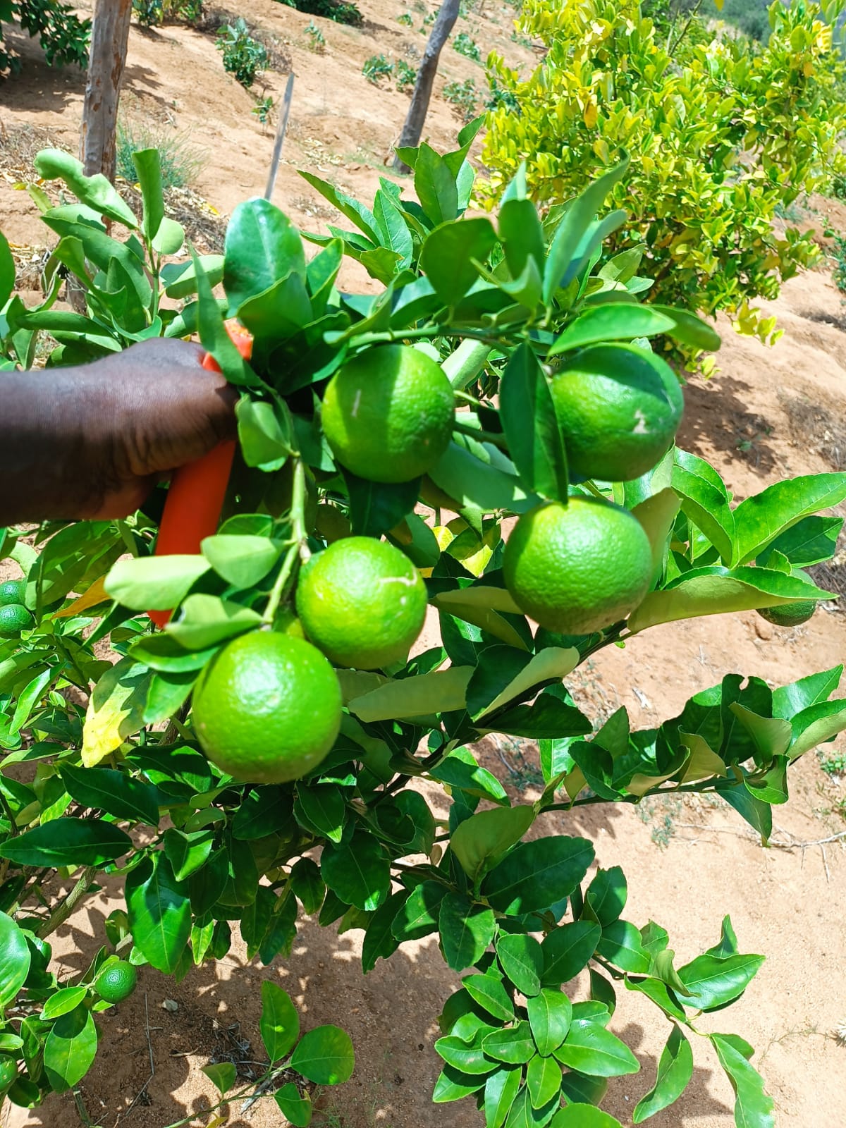 Pixes in Ukasi - Mwingi, Kitui County.  You can see the dryness on the ground