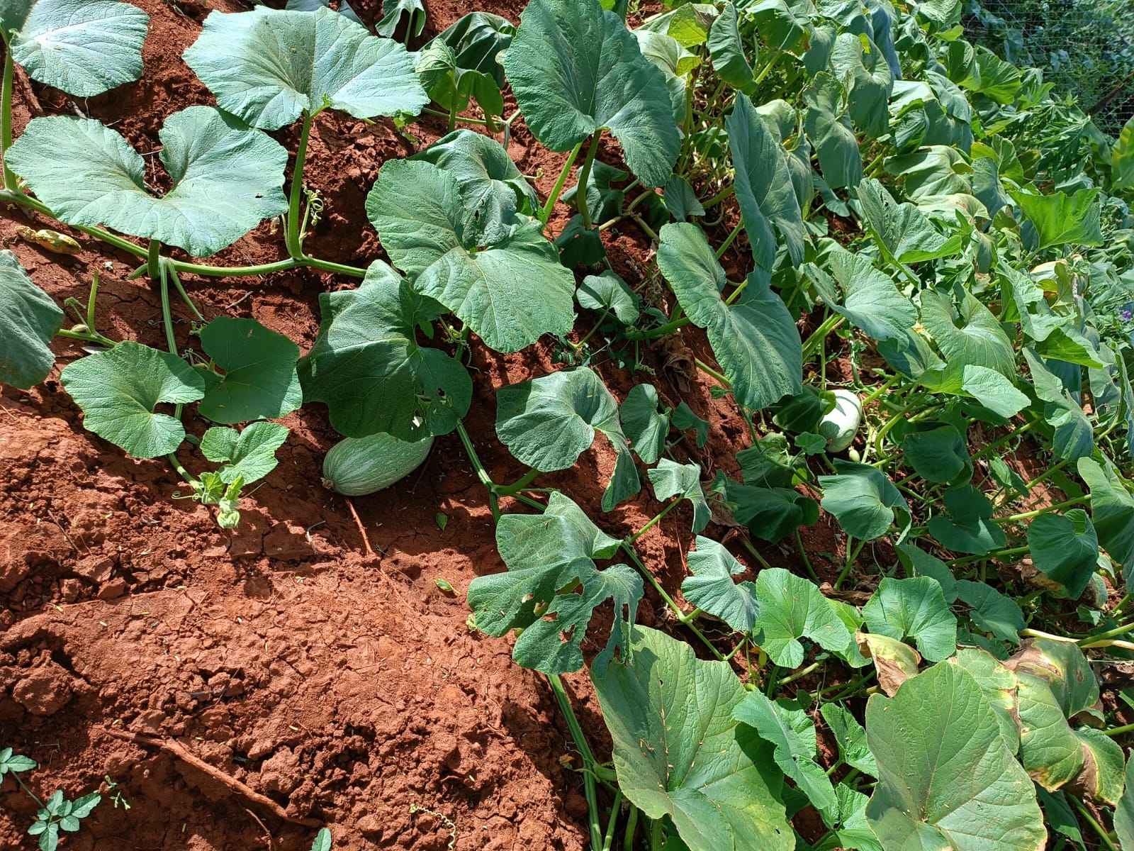 Pumpkin farming in Nguni - Mwingi, Kitui County