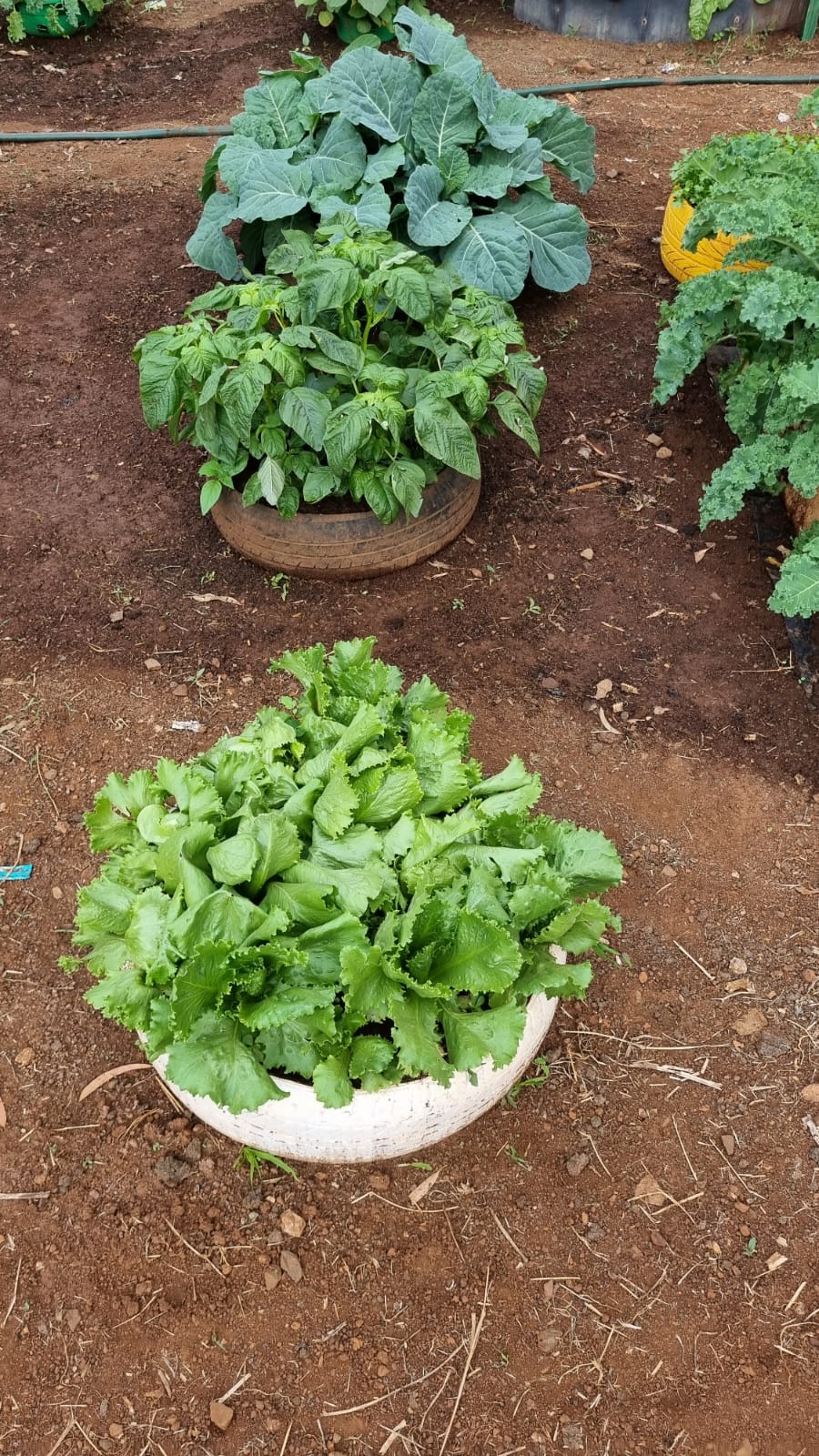 Spinach and Sukuma - Nairobi International Trade Fair