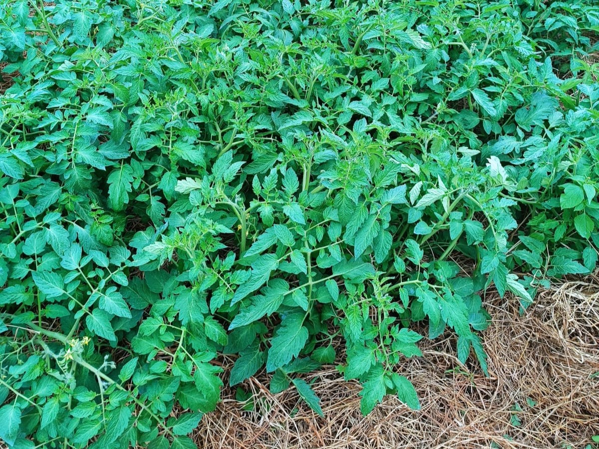 Nairobi International Trade Fair SV-L Tomato demo