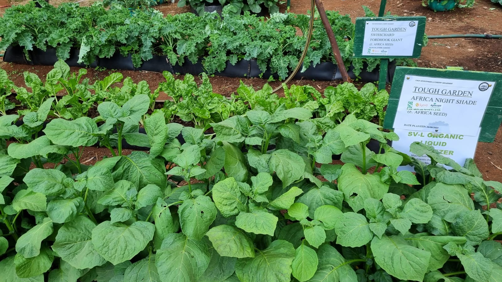 Various Fresh Vegetables - Nairobi Trade Fair