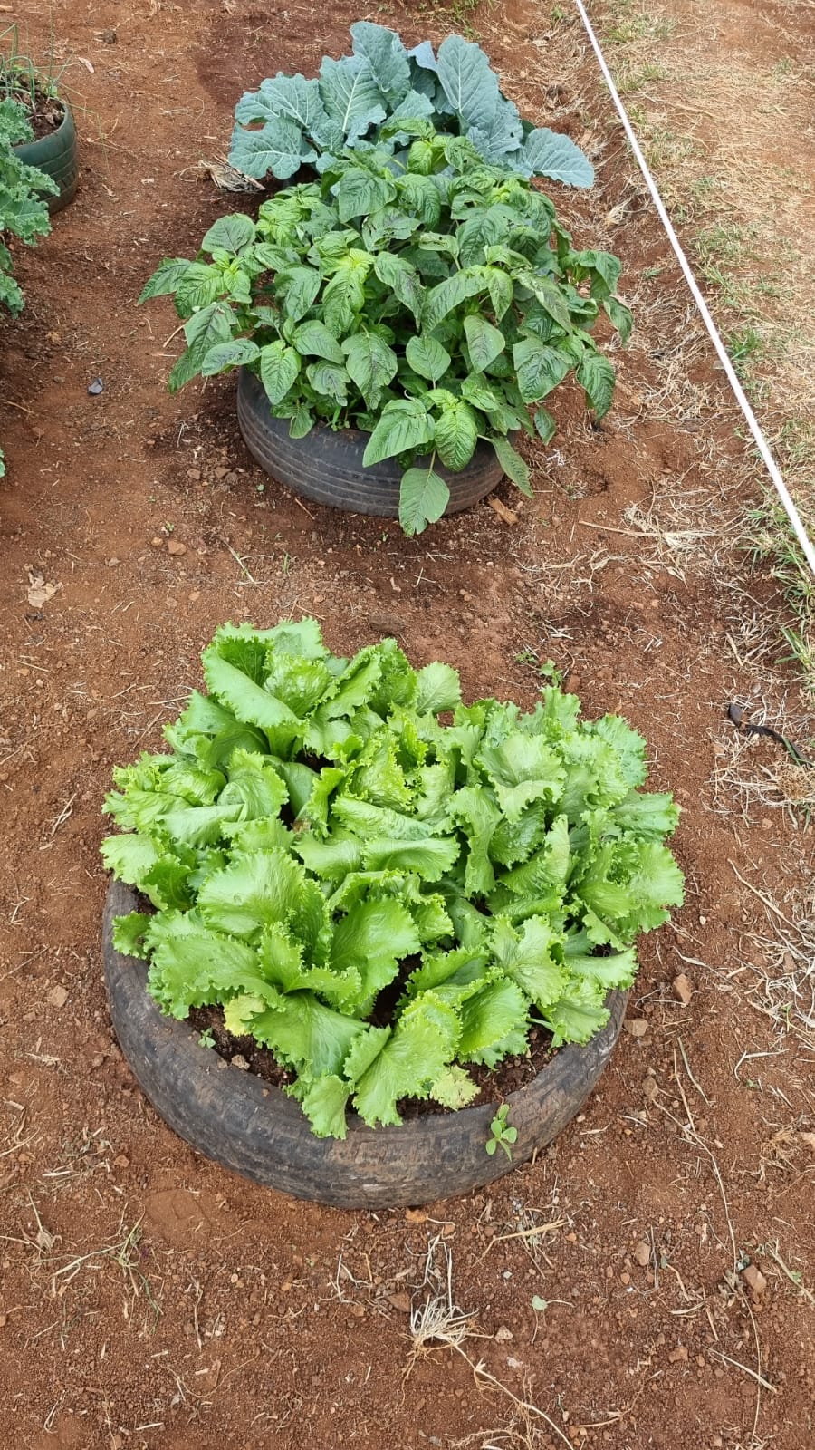 Urban vegetable growing - Nairobi