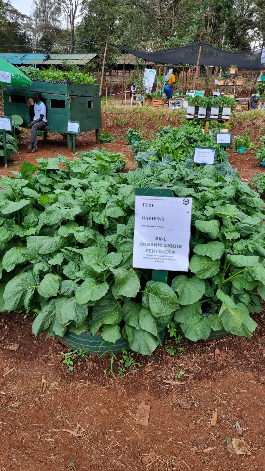 Fresh vegetables grown with SV-L at the Nairobi International Trade Fair