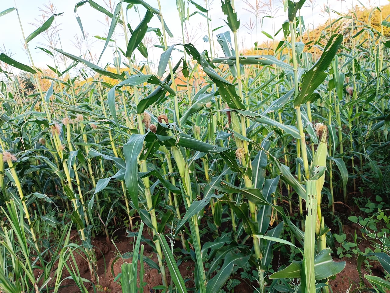 Fresh vegetables grown with SV-L at the Nairobi International Trade Fair