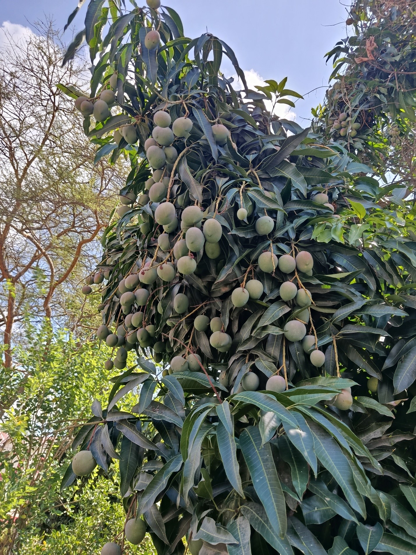 Local Mango Tree heavy with production after SV-L Application in Kitengela